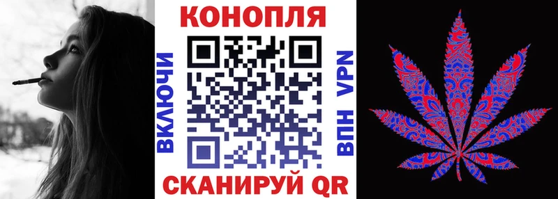 Конопля сатива  Купить где  Болотное 